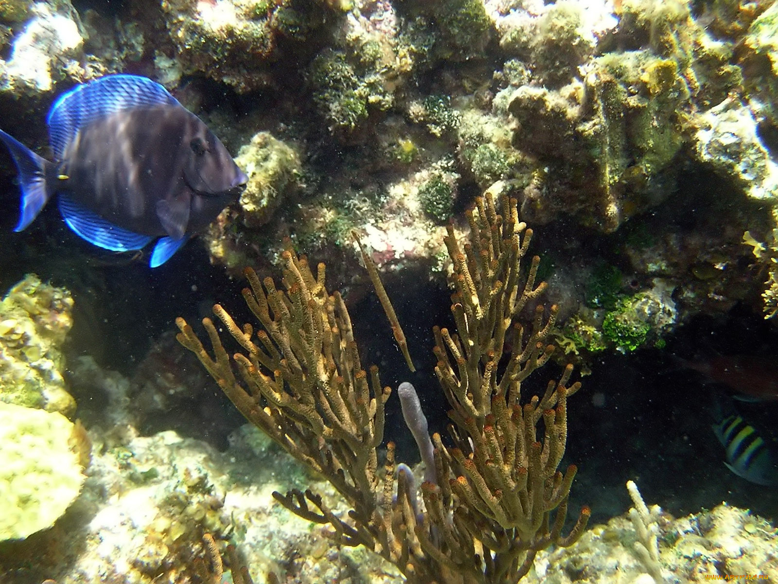 blue, tang, on, johnnys, cay, reef, , 